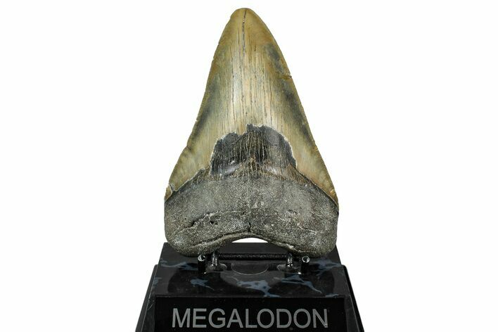 Serrated, Fossil Megalodon Tooth - North Carolina #336957